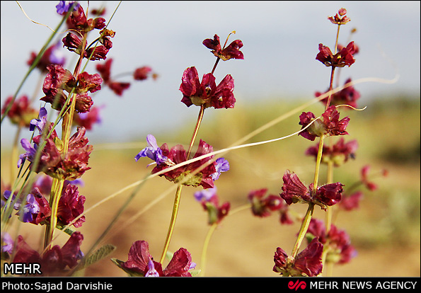 گل های بهاری (عکس)