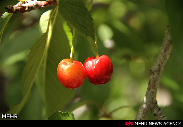 برداشت گیلاس - آذربایجان شرقی (عکس)