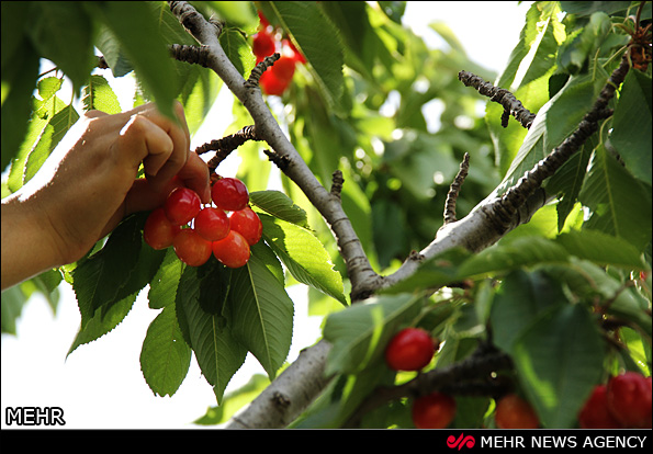 برداشت گیلاس - آذربایجان شرقی (عکس)