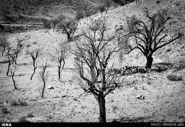 نابودی باغ‌ها در پی خشکسالی - خراسان (عکس)