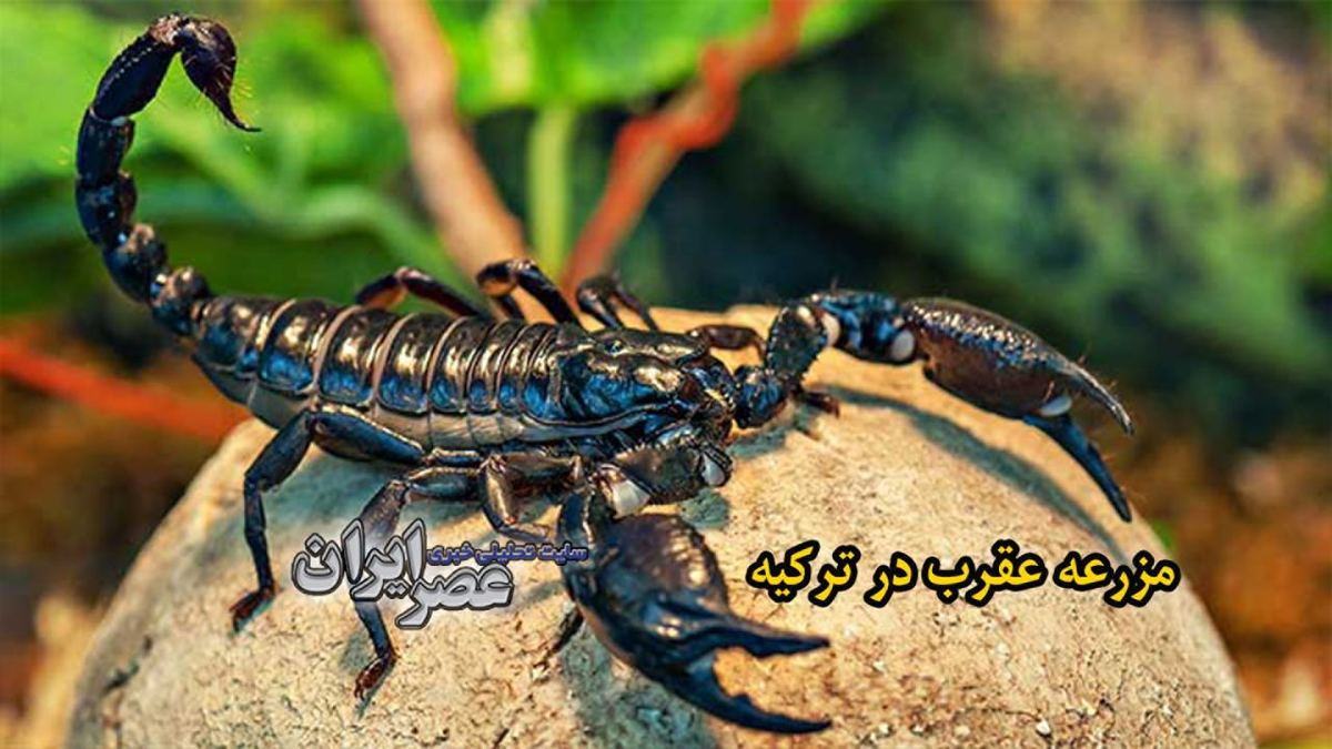 ببینید| فروش زهر در مزرعه عقرب؛ لیتری 10 میلیون دلار/ کاربرد، از تولید لوازم آرایشی تا ساخت دارو