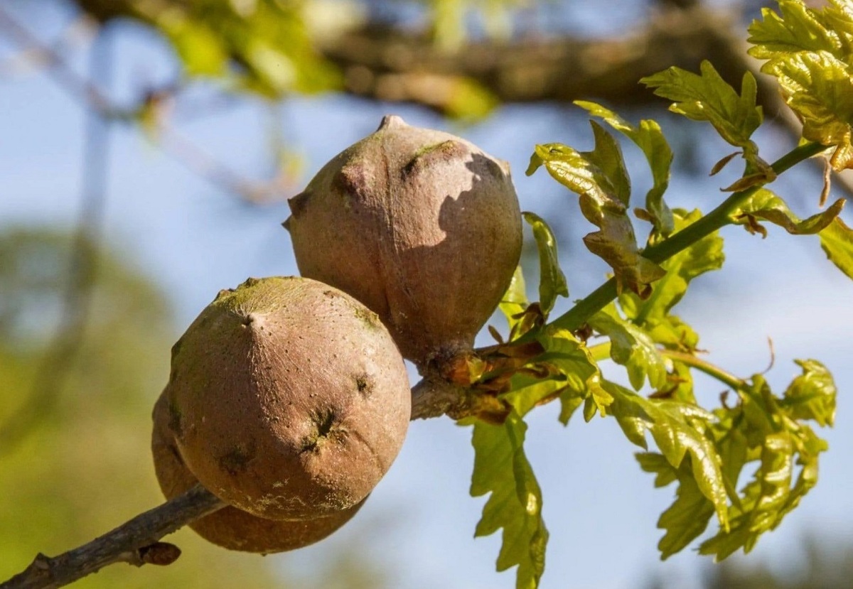 دارمازو؛ درباره یک گیاه فوق العاده! (+عکس)