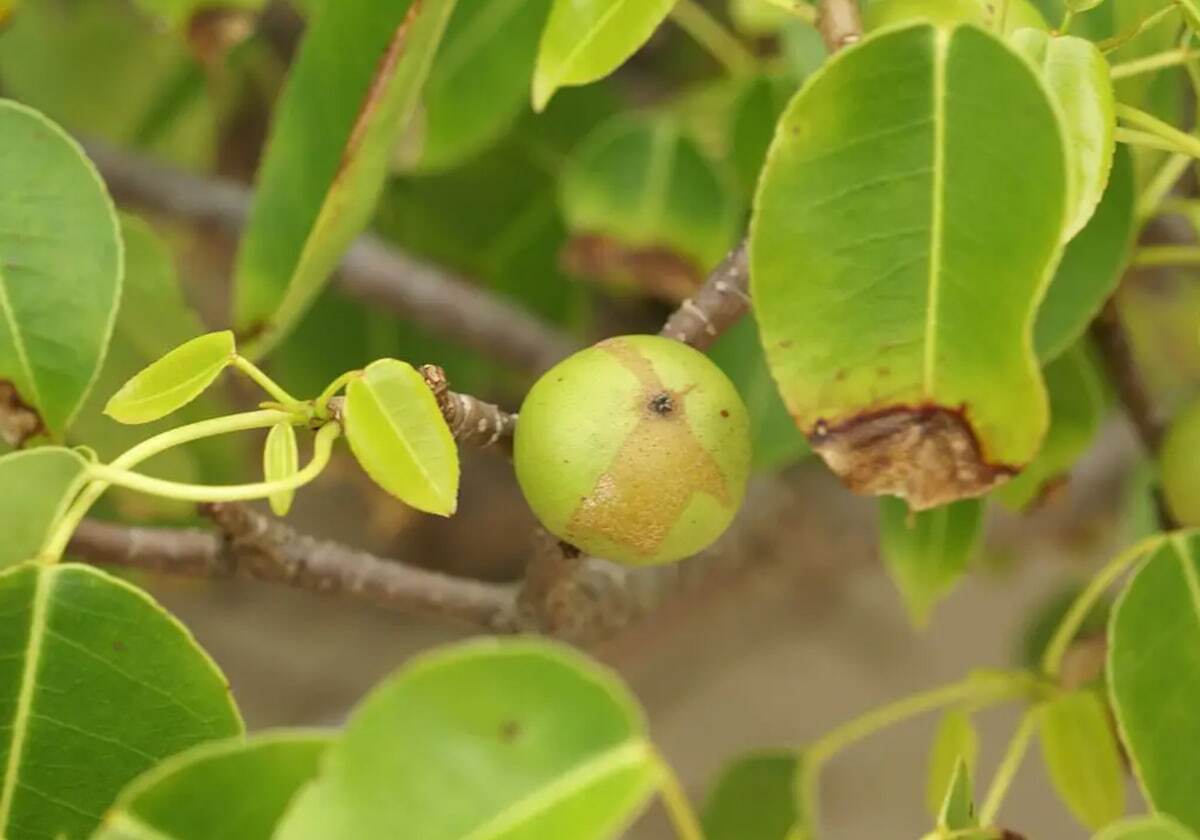 درخت مرگ؛ گیاهی که هیچ جانداری حق نزدیک شدن به آن را ندارد